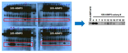 Strep-N, C-AIMP3의 HEK 293T stable cell line 제작