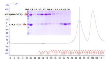 AIMP2-DX2 full, LysRS(66-579)의 Double complex의 gel filtration과 SDS_PAGE 결과