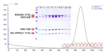 AIMP2-DX2 full,His-EPRS(1-175), LysRS(66-579), DRS full의 quadruple complex의 gel filtration과 SDS_PAGE 결과