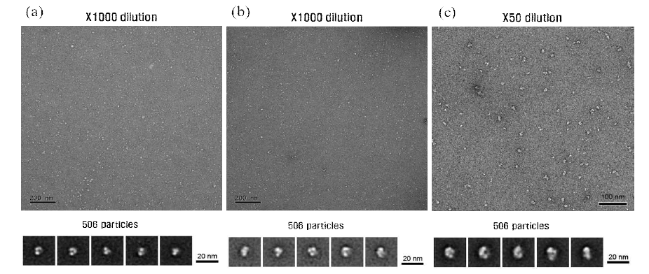 Electron microscopy를 통해 확인한 DX2 complex. (a) DX2-KRS complex. (b) DX2-KRS-EPRS complex. (c) DX2-KRS-EPRS-DRS complex