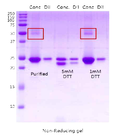 DTT 농도에 따른 DX2의 dimerization 확인