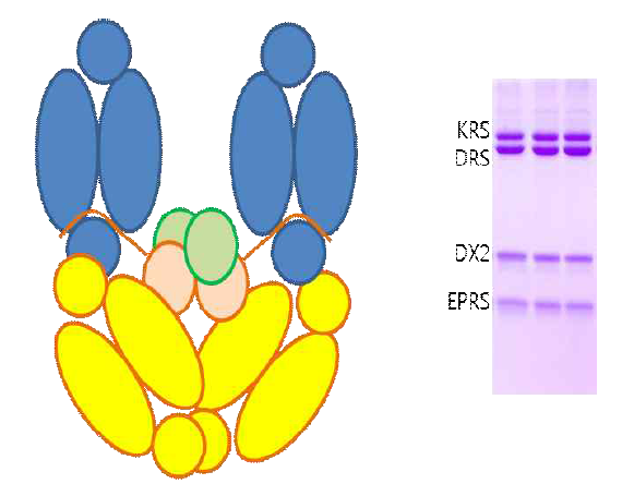 DX2(주황)-KRS(노랑)-EPRS(초록)-DRS (파랑) complex 예측 모델