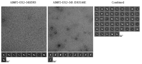 Negative staining과 Single particle image processing을 통한 DRS sub complex의 2차원 구조규명