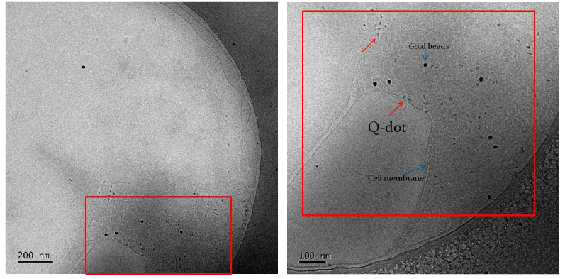 Cryo-EM을 통한 QD655의 Cell내 유입과 분산정도 측정