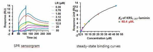 LysRS(1-207)과 LR 의 상호작용에 대한 SPR 실험에서의 SPR sensorgram 결과와 steady-state binding curves