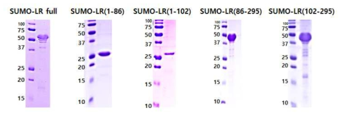 정제된 His-SUMO-fused LR constructs