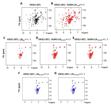 (A) LysRS(1-207)의 1H-15N TROSY spectra. (B) LysRS(1-207)에 SUMO-LR(1-86)첨가 후 LysRS(1-207)의 1H-15N TROSY spectra. (C)LysRS(1-207)에 LR full 첨가 후 LysRS(1-207)의 1H-15N TROSY spectra. (D) LysRS(1-207)에 SUMO-LR(86-295)첨가 후 LysRS(1-207)의 1H-15N TROSY spectra. (E)LysRS(1-207)에 SUMO-LR(102-295)첨가 후 LysRS(1-207)의 1H-15N TROSY spectra. (F)LysRS(1-207)에 LR(86-295)첨가 후 LysRS(1-207)의 1H-15N TROSY spectra. (G)LysRS(1-207)에 SUMO-LR(102-295)첨가 후 LysRS(1-207)의 1H-15N TROSY spectra