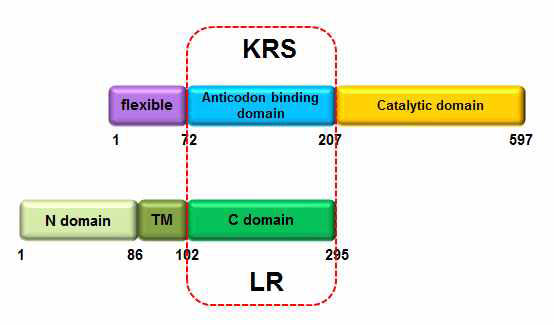 LysRS와 LR의 상호작용을 나타내는 Schematic representation