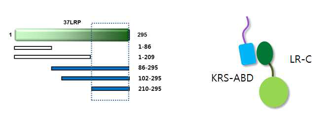 LysRS와 LR의 상호작용을 나타내는 Schematic representation