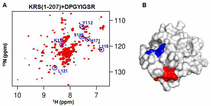 (A) LysRS(1-207)의 1H-15N TROSY spectra(검정색)와 LysRS(1-207)에 lamminin peptide 첨가 후의 LysRS(1-207)의 1H-15N TROSY spectra(빨간색)를 overlay (B) LysRS의 anticodon-binding domain에 대해 peptide 첨가후 perturbation 된 부분의 mapping 결과. peptide로 perturbation 된 부분은 빨간색으로, LysRS-LR interaction inhibitor로 인해 perturbation 된 부분은 파란색으로 나타내었다