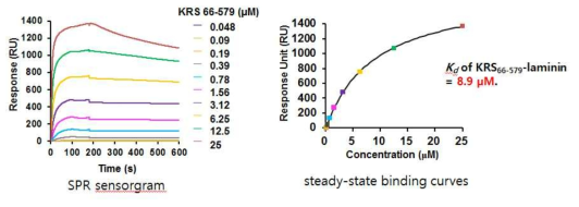 LysRS(66-579)와 laminin의 상호작용에 대한 SPR 실험에서의 SPR sensorgram 결과와 steady-state binding curves