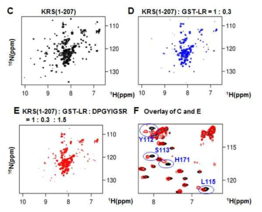 (C) LysRS(1-207)의 1H-15N TROSY spectra. (D) LysRS(1-207)에 GST-LR 첨가 후 LysRS(1-207)의 1H-15N TROSY spectra. (E) LysRS(1-207)에 GST-LR, laminin peptride 첨가후 LysRS(1-207)의 1H-15N TROSY spectra. (F) 그림 C와 D를 overlay 하여 확대