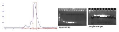 DX2-RNA의 gel filtration chromatography 결과와 gel 결과