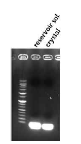 DX2-RNA 결정 확인