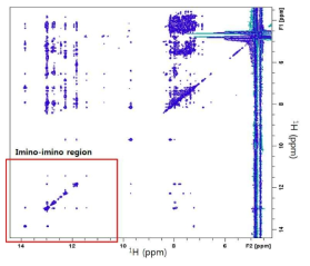 NOESY spectrum of DXI-RNA in 20mM potassium phosphate buffer(pH 6.8), 10%D2O