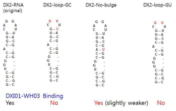 화합물 결합 부위 확인을 위한 DX2 RNA mutants 들