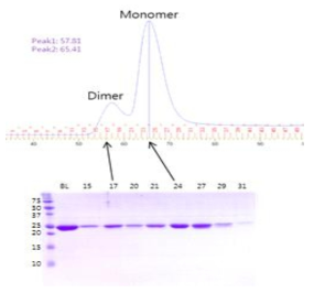 AIMP2-DX2의 oligomeric state 확인