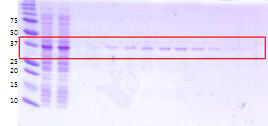 GST column을 사용한 p14ARF 정제