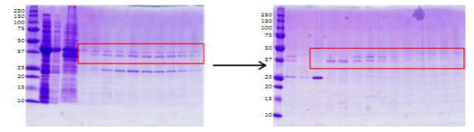 GST column(왼쪽)과 Ni-NTA column(오른쪽)을 사용한 p14ARF와 AIMP2-DX2의 pull-down assay