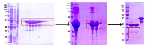 GST column(왼쪽)과 Superdex 75 pg column(가운데)을 사용한 p53 정제와 p53 단백질의 GST tag cleavage(오른쪽)