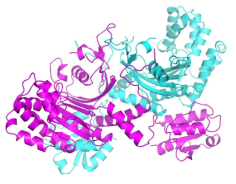 Co-crystallization으로부터 얻은 단백질 결정을 회절 분석 후, 규명한 HisRS 구조