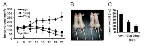 GlyRS 주입에 따른 암억제 효과. A. 암조직의 부피변화, B. 주입 12일 후 생쥐모델의 결과, C. 주입 12일 후 암조직의 무게 변화