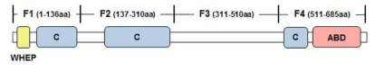 human GlyRS 단백질의 도메인 구성 및 1차 constructs design (F1-F4)