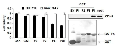 human GlyRS fragment 들의 암세포 억제능 및 CDH6 결합능 비교