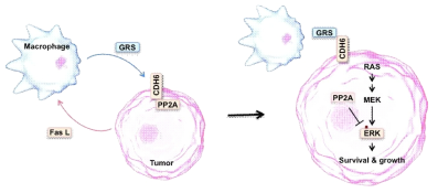 Cancer microenvironment