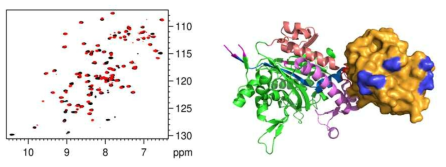 GlyRS anticodon binding domain의 NMR 결합실험 (좌) 와 CDH6 결합부위 (우) (스펙트럼에서 검은색 신호: GlyRS (558-674) 신호, 빨강색: CDH6 존재하의 GlyRS (558-674) 신호, 오른쪽 surface model에서 오렌지색: GlyRS anticodon binding domain, 파란색: CDH6에 의해 변화된 residue)