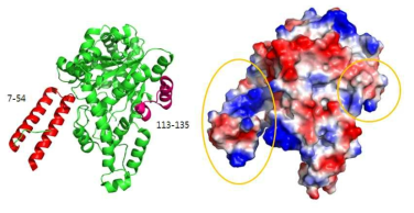human TrpRS의 구조 - ribbon 모델 (좌) 및 표면 전하분포 모델 (우). 아미노산 7-54 부분은 빨강색으로, 113-135 부분은 보라색으로 표시됨
