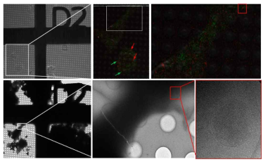 Correlative microscopy를 활용한 exosome(MHC-2 marker)의 MVB내 localization 확인