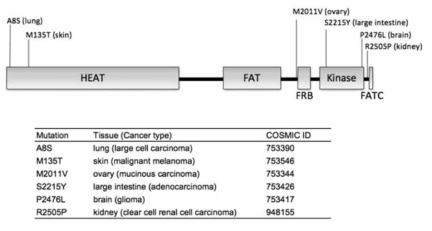 암에서 발견된 mTOR mutation (Oncogene (2010) 29, 2746-2752)