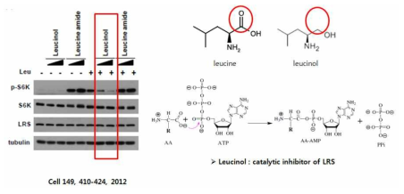 leucinol의 mTOR 활성 저해 효과