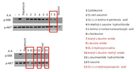 leucine 유도체에 의한 mTOR 활성 저해 효과