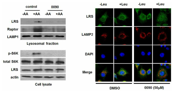 BC-LI-0090의 LRS lysosome translocation 억제 효과