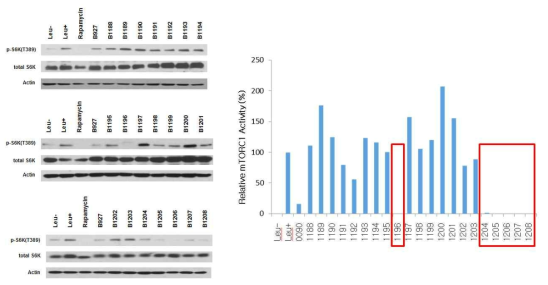 BC-LI-0090 유도체의 mTOR 활성 저해 효과