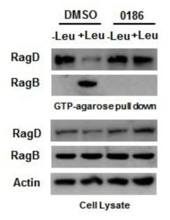 BC-LI-0186에 의한 RagD GTPase 활성 억제 효과