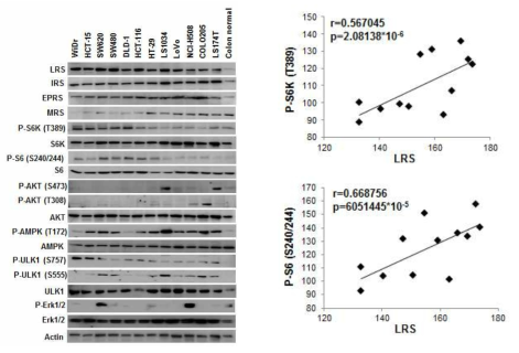 대장암세포주에서 LRS 발현 및 mTORC1 활성의 상관관계