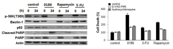 BC-LI-0186에 의한 caspase-, autophagy-dependent cell death 효과