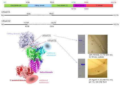 LRS dED1과 dED2 construct와 결정체