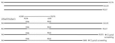 LRS의 C-말단 truncated proteins