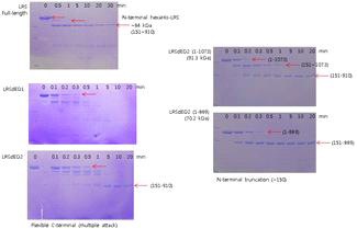 Proteolytic cleavage of LRS by trypsin