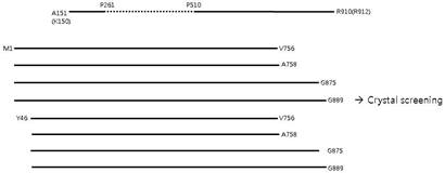 LRS constructs with truncation at the N- and C-terminus