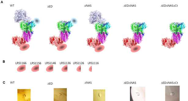 LRS constructs와 crystals (A) Full-length와 각종 도메인 제거된 LRS. (B) C-말단의 마지막 1176번째 아미노산부터 10씩 제거한 construct를 (A)의 각 단백질에 대하여 제작. (C) (A)번 construct로부터 만들어진 결정체