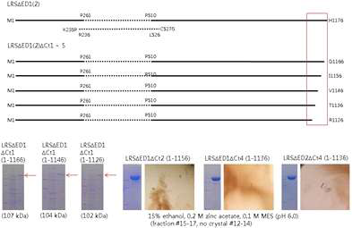 C-terminal truncated LRSdED의 발현과 결정화