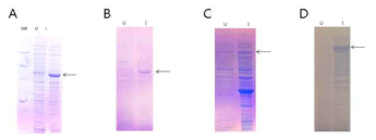 대장균에서의 CDK4 construct 의 단백질 발현 확인 SDS PAGE 사진. A.pET30a-CDK4 발현, B. pHIS-CDK4 발현, C. pGST-CDK4 발현, D, pMALhis-CDK4 발현. U : Uninduce, I : Induce