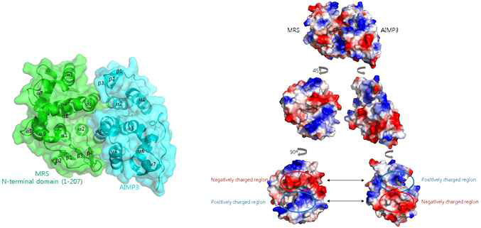 MRS N-terminal 도메인과 AIMP3의 결합면
