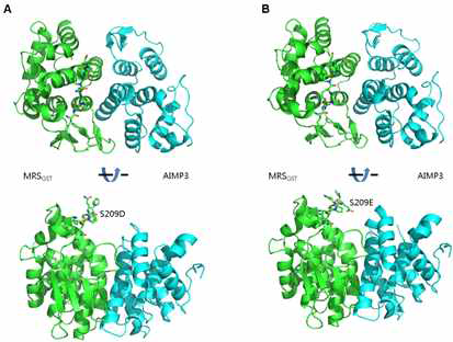 MRS_S209 mutant와 AIMP3 complex의 구조. (A) MRS_S209D mutant (green)와 AIMP3 (cyan) complex (B) MRS_S209E mutant (green)와 AIMP3 (cyan) complex