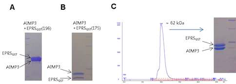 AIMP3와 EPRSGST의 interaction. EPRS 1-196 (A)과 1-175 (B)는 AIMP3와 함께 column에 붙어 정제된다. (C) Gel-filtration상에서 AIMP3와 EPRSGST는 함께 용출되어 나오며 그 크기는 두 단백질의 분자량을 합한 정도이다